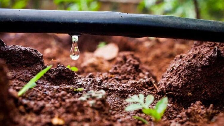 Agriculture solidaire: La BAD accorde 100 M€ au Maroc