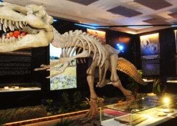 Patrimoine géologique: L’exposition «L’Afrique – Aux origines de la vie» inaugurée