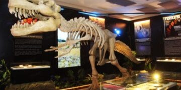 Patrimoine géologique: L’exposition «L’Afrique – Aux origines de la vie» inaugurée